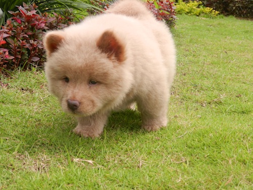 Gratchi's Getaway Mascot - Magoo the Chow Chow